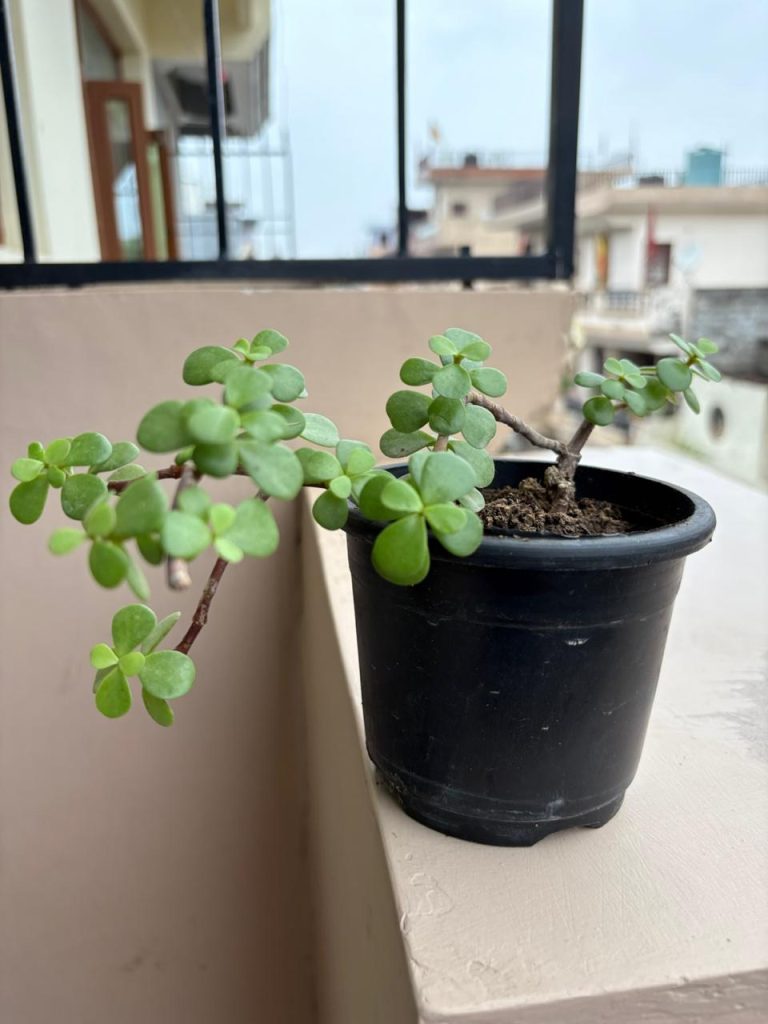 Healthy Jade Plant