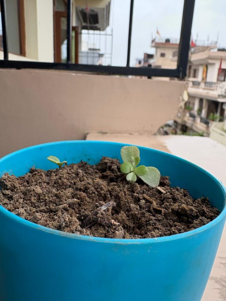 Jade Plant struggling to Grow